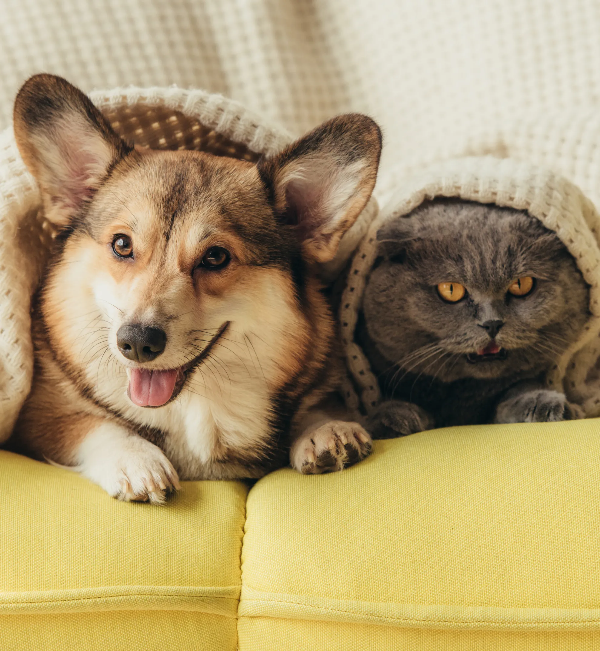 Dog and Cat Lying Together