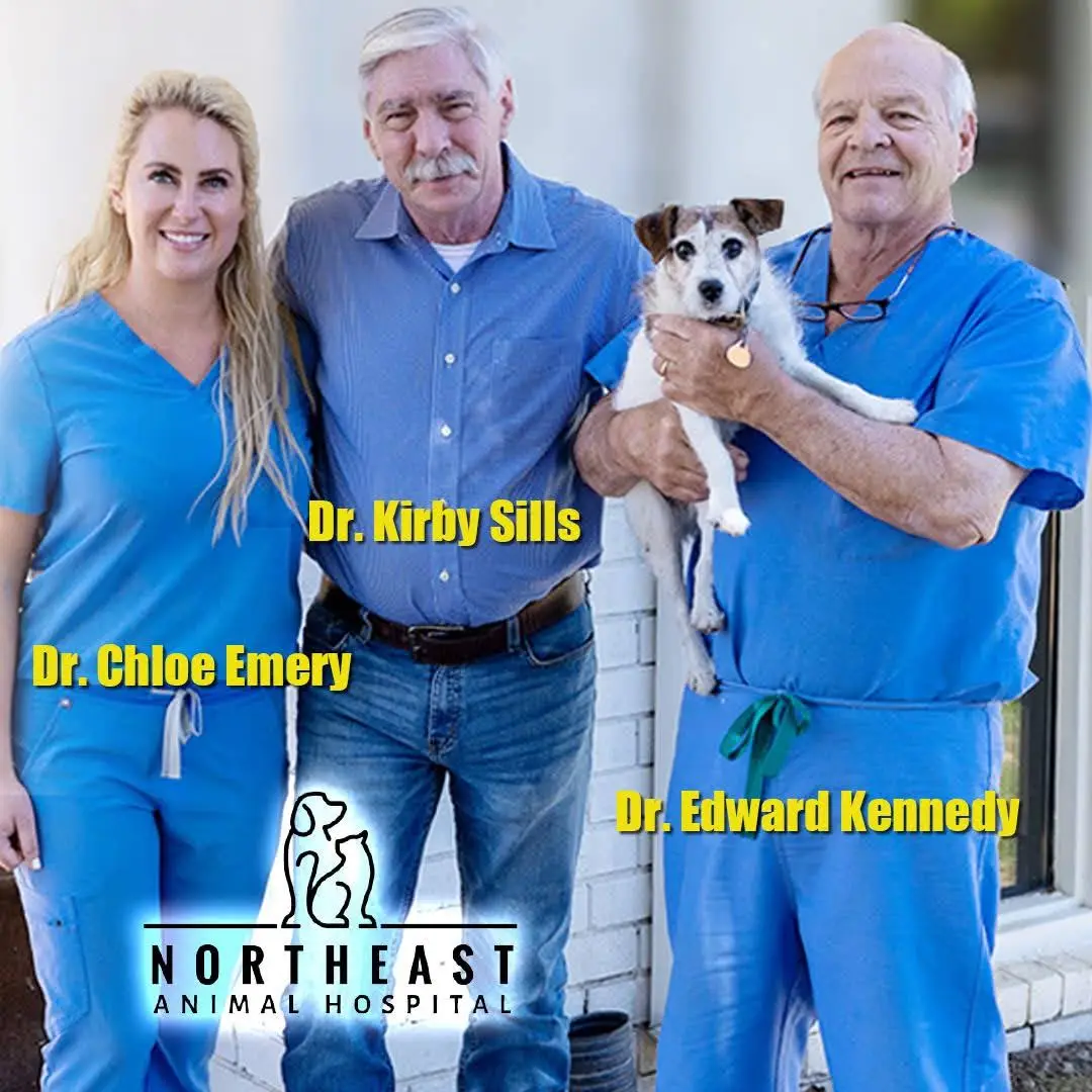 Northeast Animal Hospital