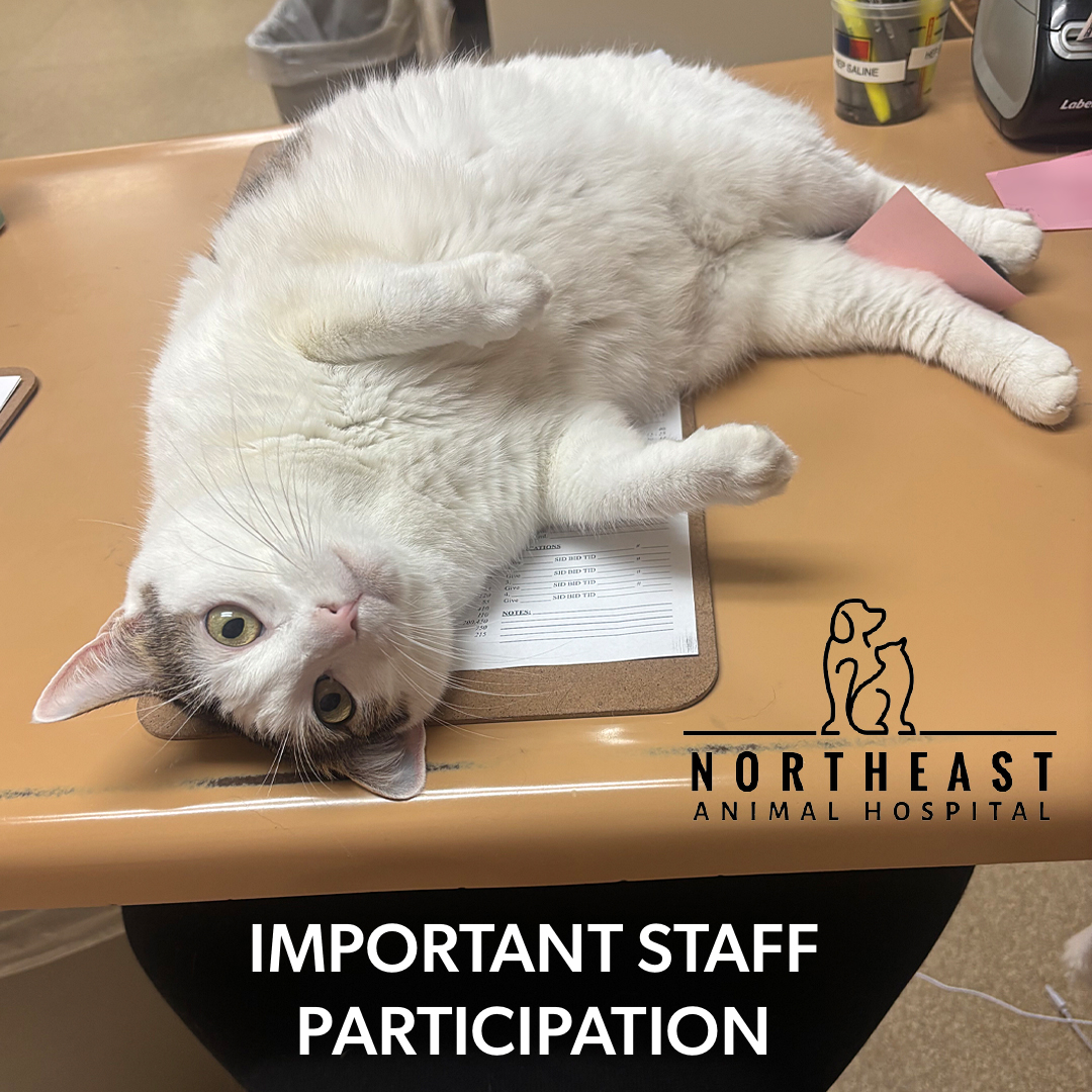 Northeast Animal Hospital