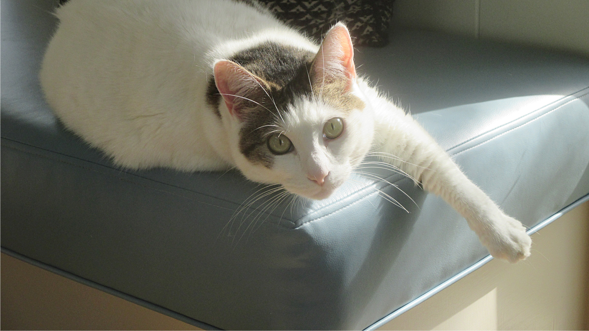 David Lowe with office cat–Peggy